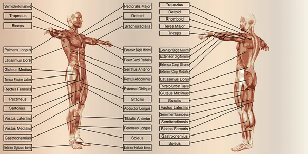 Anatomia do homem e músculos — Fotografia de Stock