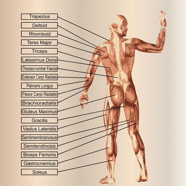 Mann mit Muskeln und Text — Stockfoto