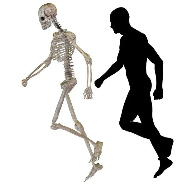 Человек из скелета и прозрачного тела — стоковое фото