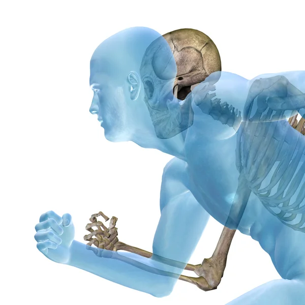 Human  anatomy with bones — Stock Photo, Image