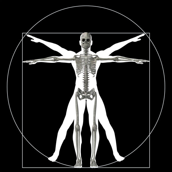 proportion anatomy body