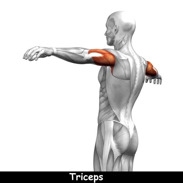 Anatomia człowieka triceps — Zdjęcie stockowe