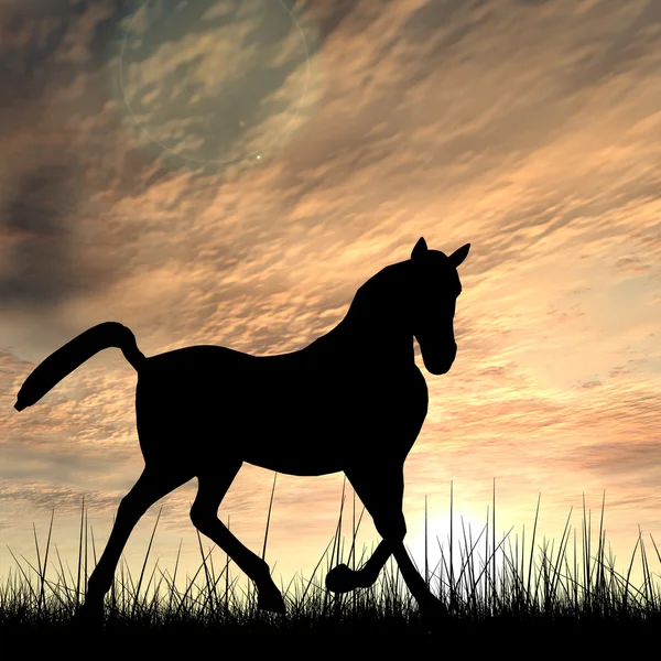 Silhouette cavallo nero — Foto Stock