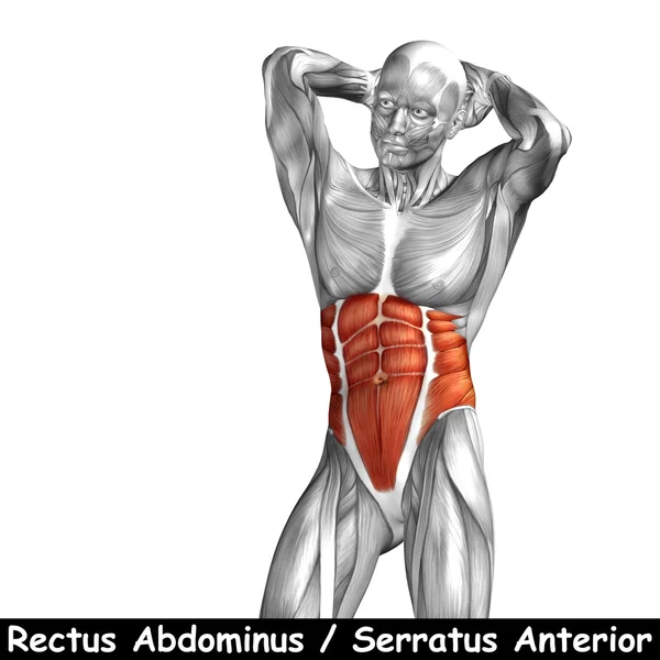 Anatomia humana do tórax — Fotografia de Stock