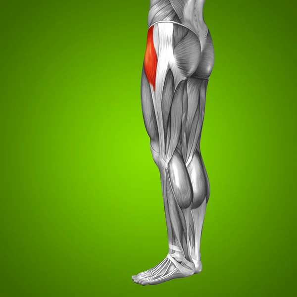 Anatomie der oberen Beine — Stockfoto