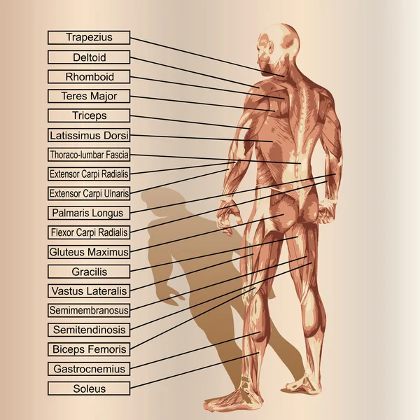 Анатомія з м'язами і текстом — стоковий вектор