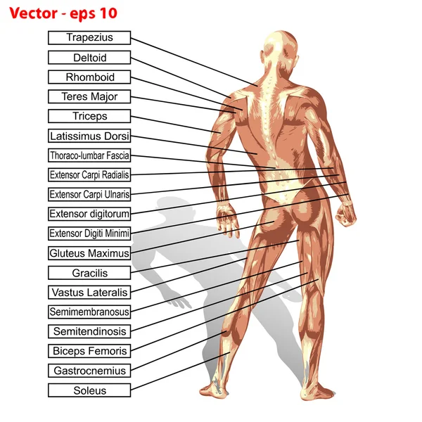 Anatomia dell'uomo con testo dei muscoli — Vettoriale Stock