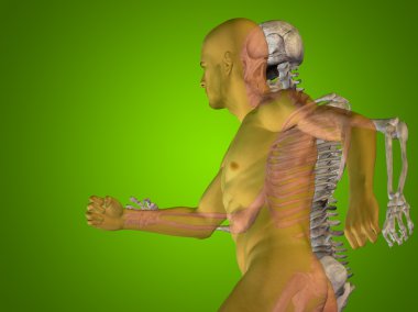 Anatomi kavramsal insan