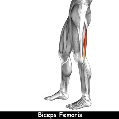 insan üst bacaklar anatomisi