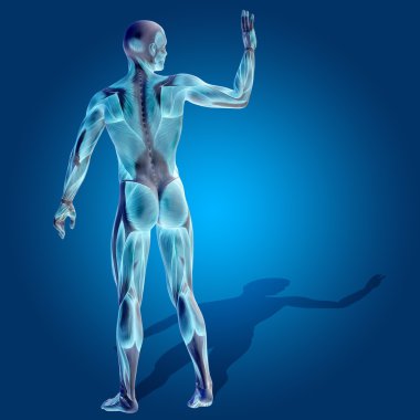 Anatomi vücut kasları ile