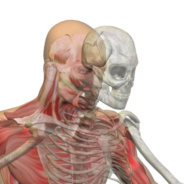 Kemikleri insan anatomisi