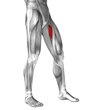 adductor longus insan bacaklar