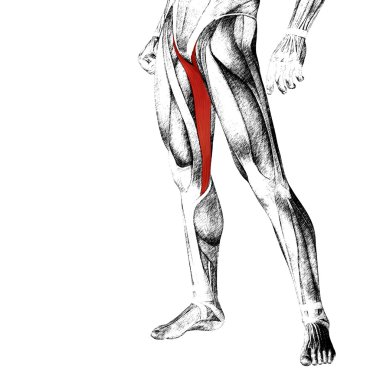 insan üst bacaklar anatomisi