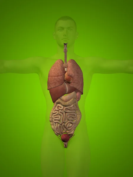 Human man structure with internal organs — Stock Photo, Image