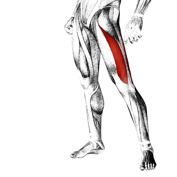 Anatomia człowieka górnej nogi — Zdjęcie stockowe