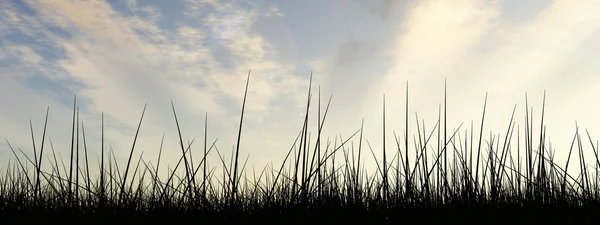 Campo de grama preta — Fotografia de Stock