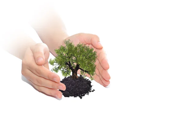 Hands holding protecting growing tree — Stock Photo, Image