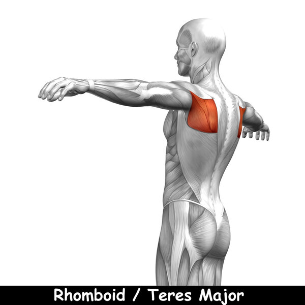 Анатомия человека
