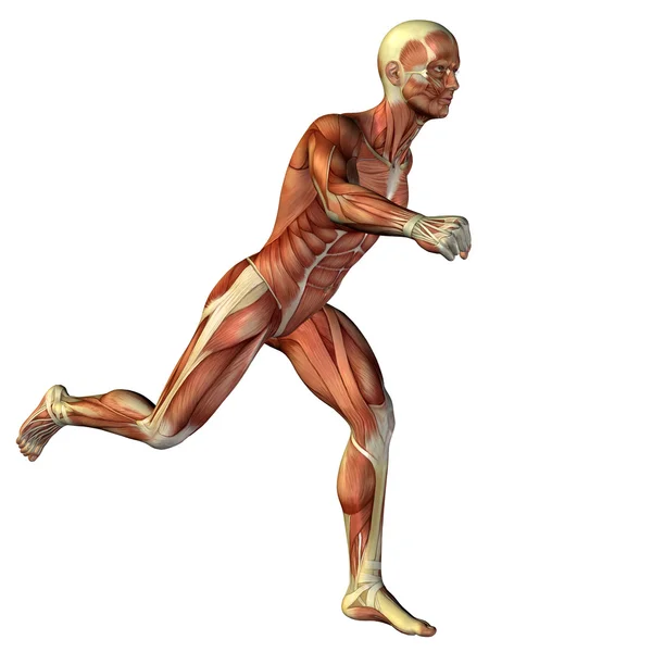 Människa eller människa med muskler — Stockfoto