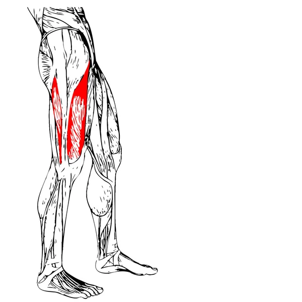Anatomía de las piernas superiores —  Fotos de Stock