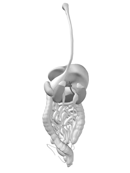 Anatomische menselijke spijsverteringsstelsel — Stockfoto