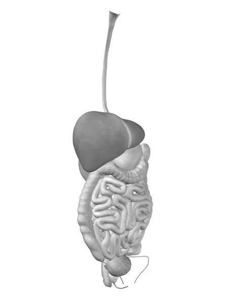 解剖学的人間の消化器系 — ストック写真