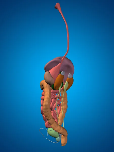 Koncepcyjne anatomiczne człowieka — Zdjęcie stockowe