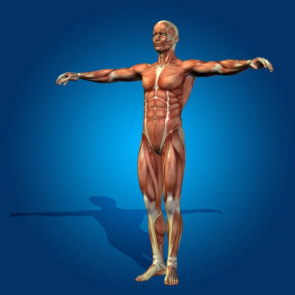 Анатомія тіла з м'язами — стокове фото