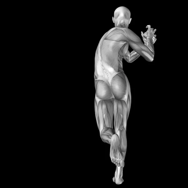 Homem com músculos para desenhos anatômicos . — Fotografia de Stock