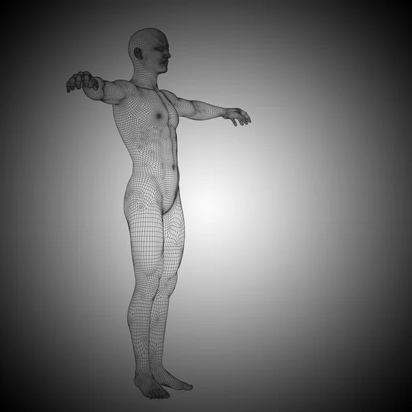 线框男性解剖 — 图库照片