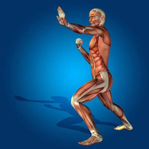 解剖身体的肌肉 — 图库照片