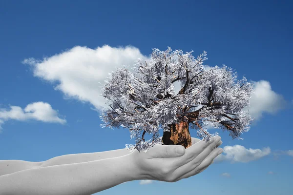 Árbol de flores de primavera — Foto de Stock