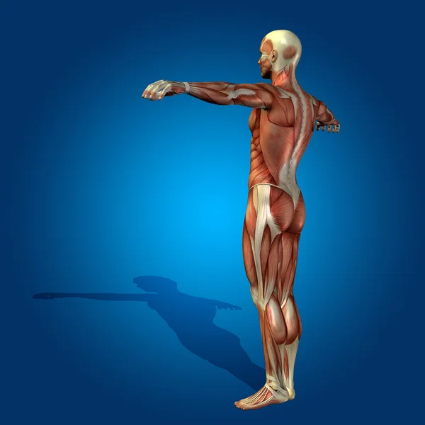 Anatomy body with muscles — Stock Photo, Image