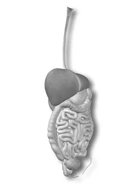 Sistema digestivo abdominal humano — Fotografia de Stock