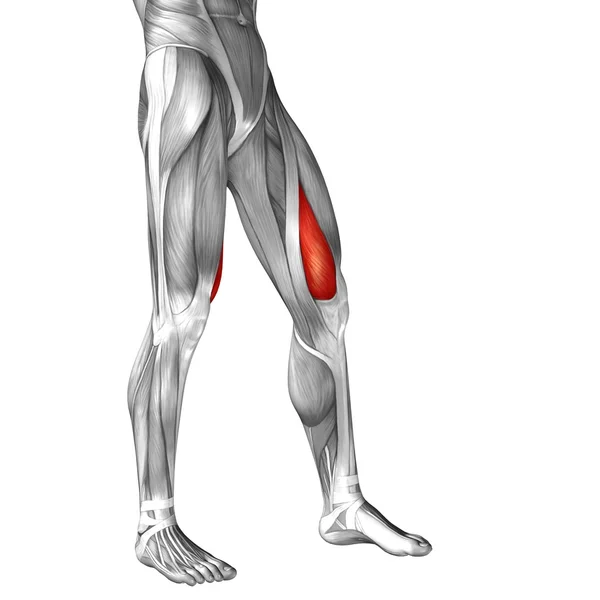 Menselijke bovenbenen — Stockfoto