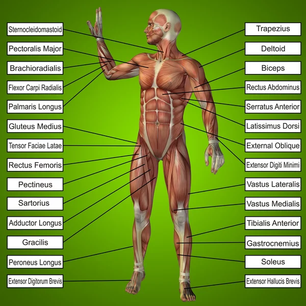 Άνθρωπος με τους μυς και κείμενο — Φωτογραφία Αρχείου