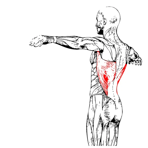 回到人体解剖学 — 图库照片