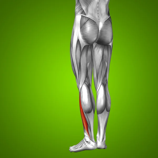 Anatomia das pernas inferiores — Fotografia de Stock