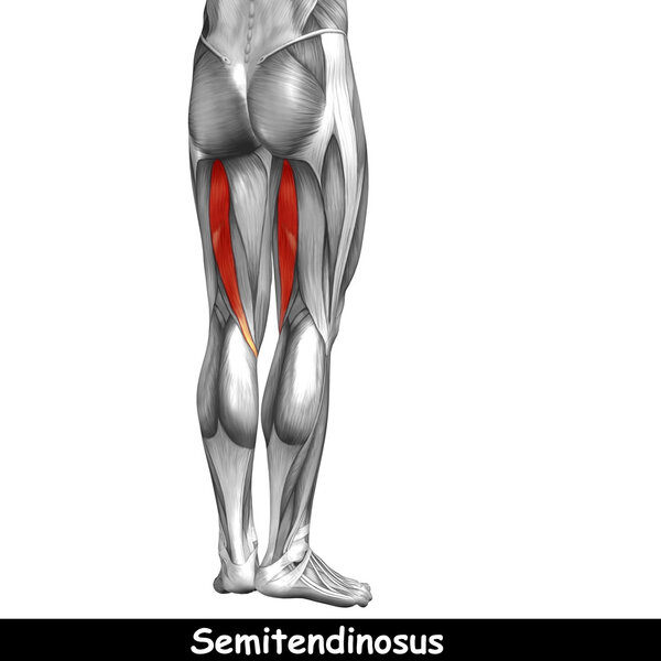 анатомия верхних ног
