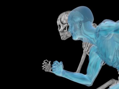 Kemikleri insan anatomisi  