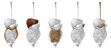 İç göğüs organları 