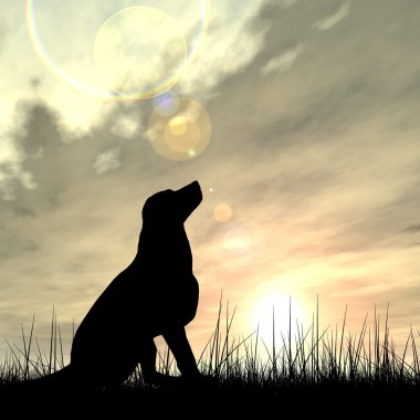 siyah köpek siluet