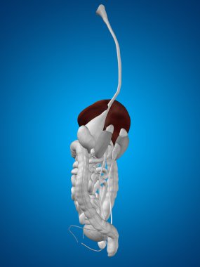 İnsan sindirim sistemi 