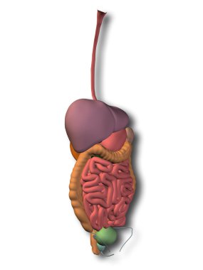 İnsan sindirim sistemi 