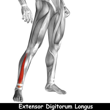 insan alt bacaklar anatomisi 