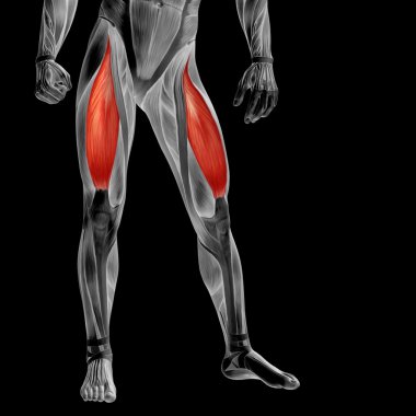 insan üst bacaklar anatomisi 