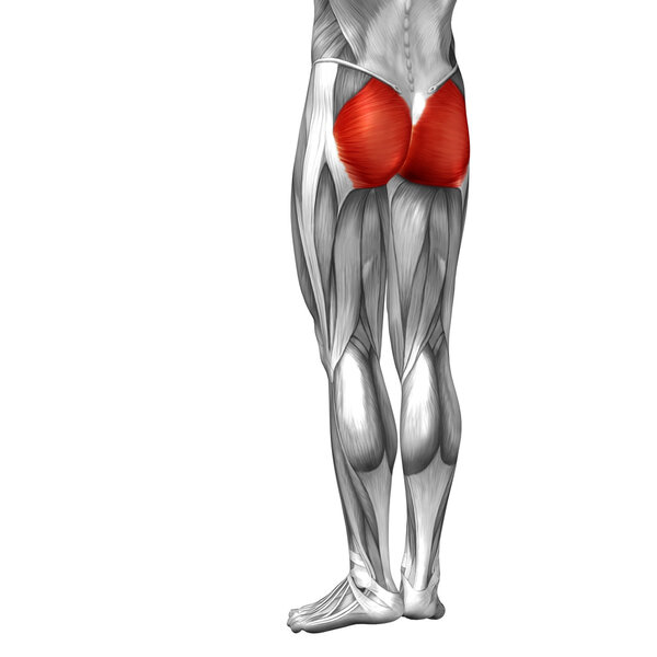 анатомия ног и мышцы
