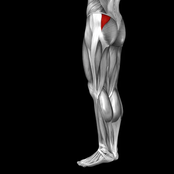 Human upper legs anatomy and muscles — Stock Fotó