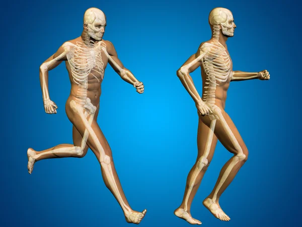 Анатомия мужских скелетов — стоковое фото