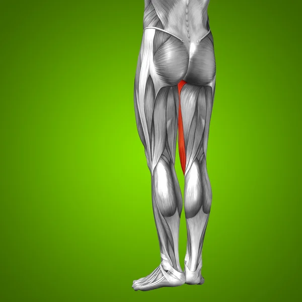 概念股薄肌人类大腿 — 图库照片